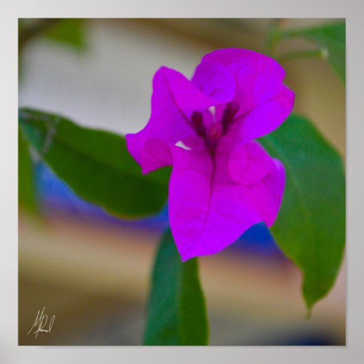 Poster Fleur rose signée - #2 (Devant)