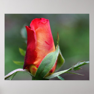 Poster Fleur Rosebud Rouge Avec Points Forts Jaunes