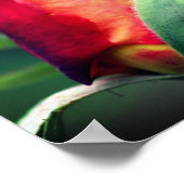 Poster Fleur Rosebud Rouge Avec Points Forts Jaunes Ferme (Coin)