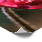Poster Fleur Rouge Au Soleil Près (Coin)