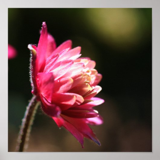 Poster Fleur Rouge Au Soleil Près (Devant)