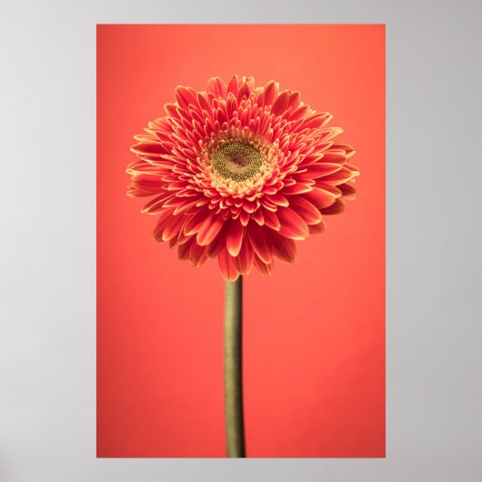 Poster Fleur rouge Barberton Gerbera Daisy (Devant)