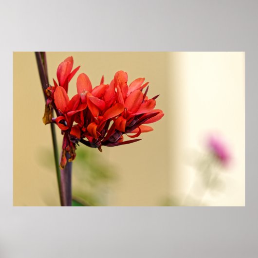 Poster fleur rouge bizarre (Devant)