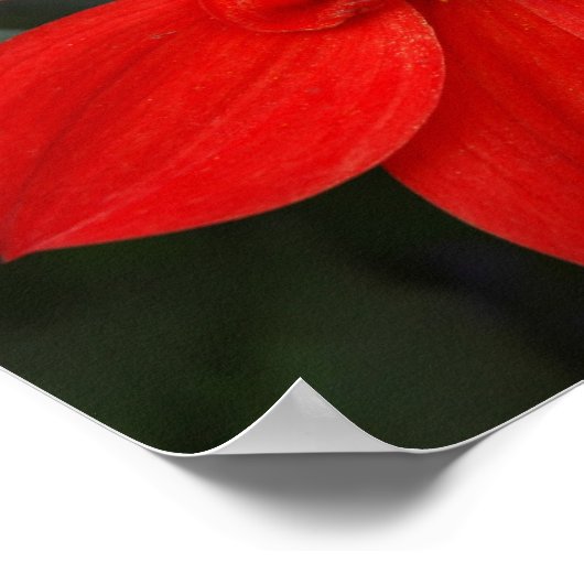 Poster Fleur rouge brillante (Coin)