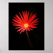 Poster Fleur Rouge Daisy (Devant)