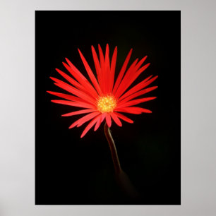 Poster Fleur Rouge Daisy