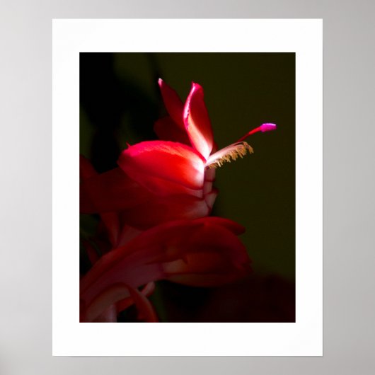 Poster Fleur rouge de cactus de Noël en gros plan (Devant)