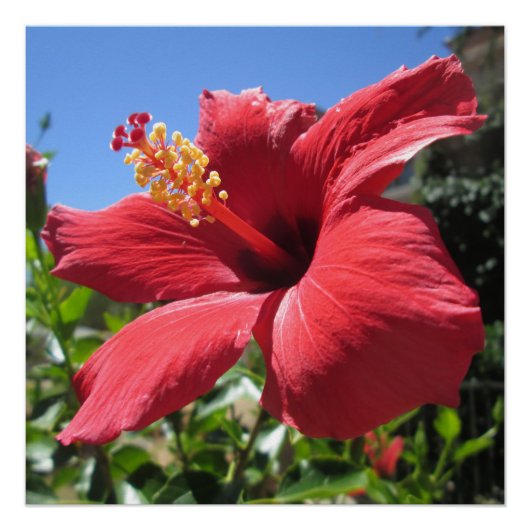 Poster Fleur rouge Hibiscus (Devant)