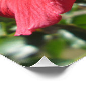 Poster Fleur rouge Hibiscus (Coin)