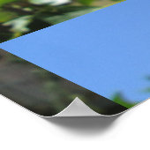 Poster Fleur rouge Hibiscus (Coin)