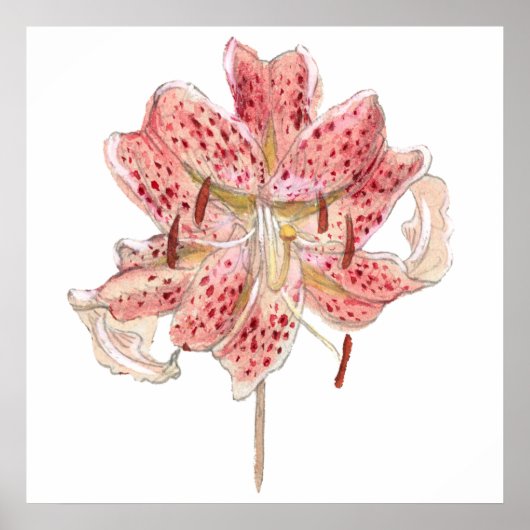 Poster Fleur rouge vintage dessin de Samuel Colman (Devant)