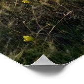 Poster Fleur sauvage (Coin)