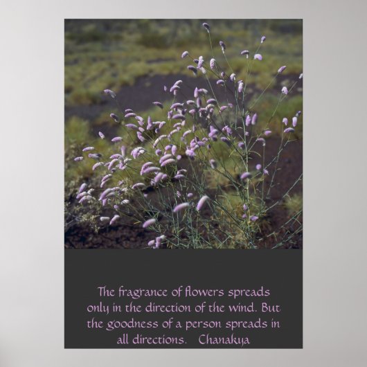 Poster fleur sauvage (Devant)