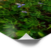 Poster Fleur sauvage (Coin)