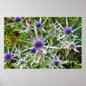 POSTER FLEUR SAUVAGE (Devant)