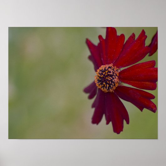 Poster fleur sauvage 1 (Devant)