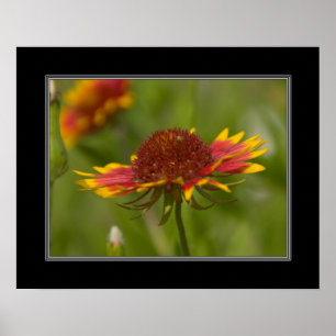Poster fleur sauvage 16x20 couvrant indien