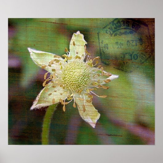 POSTER FLEUR SAUVAGE 4 (Devant)