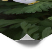 Poster Fleur sauvage blanc (Coin)