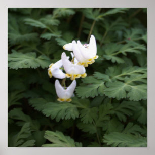 Poster Fleur sauvage blanc