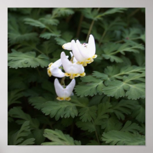 Poster Fleur sauvage blanc (Devant)