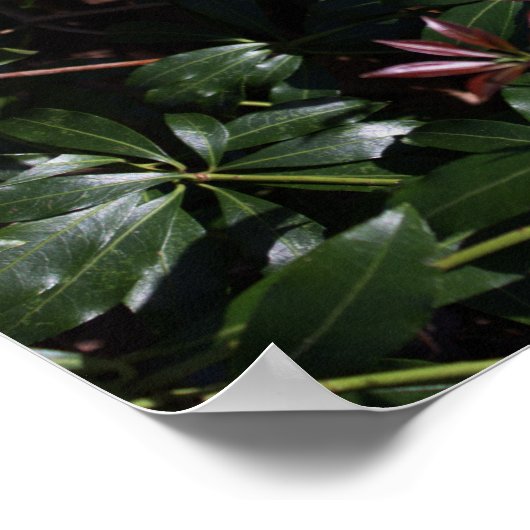 Poster Fleur sauvage blanc (Coin)