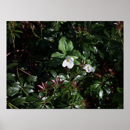 Poster Fleur sauvage blanc (Devant)