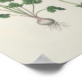 Poster Fleur sauvage botanique de la coupe-beurre (Coin)