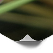 Poster Fleur sauvage Campion rouge (Coin)