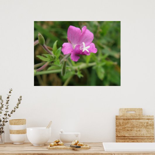 Poster Fleur sauvage Campion rouge (Cuisine)