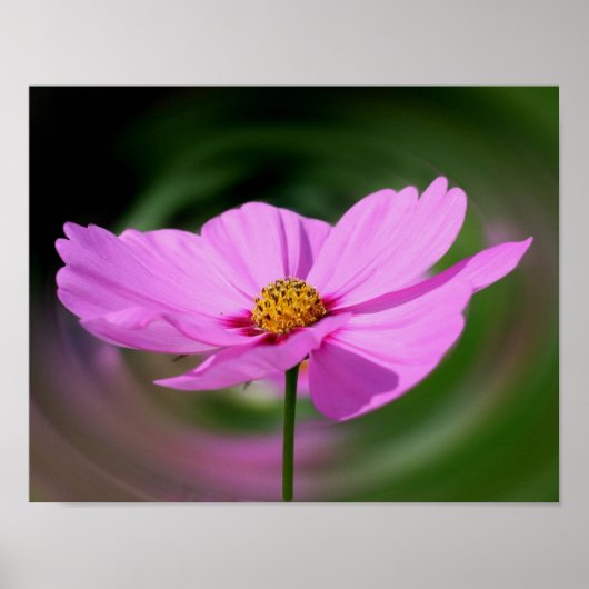 Poster Fleur sauvage Cosmos rose unique (Devant)