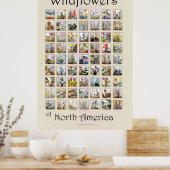 Poster Fleur sauvage d'Amérique du Nord (Cuisine)