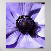 Poster Fleur sauvage d'anémone bleu Lilac (Devant)