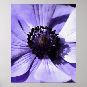 Poster Fleur sauvage d'anémone bleu Lilac