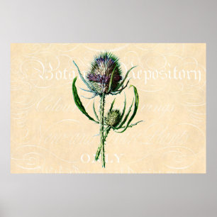 Poster Fleur sauvage d'antiquité de chardon d'écossais du