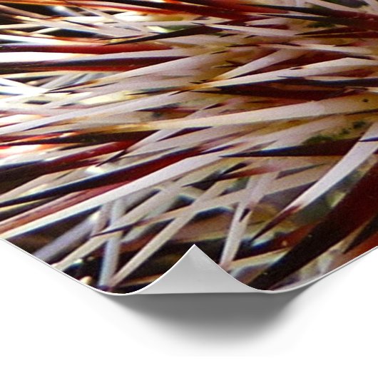 Poster Fleur sauvage de cactus en fleurs (Prickly Pear) (Coin)