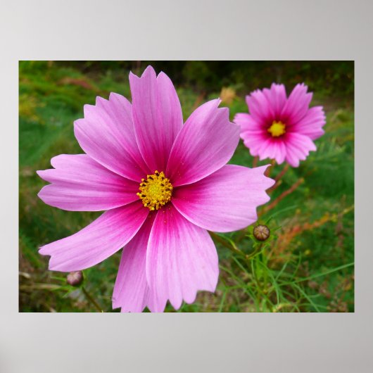 Poster Fleur sauvage de fleurs Cosmos roses (Devant)