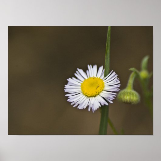 Poster Fleur sauvage de montagne (Devant)