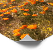Poster Fleur sauvage de pavot de Californie (Coin)