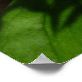 Poster Fleur sauvage de printemps blanc Trillium Flower (Coin)