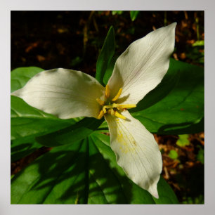 Poster Fleur sauvage de printemps blanc Trillium Flower