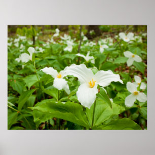 Poster Fleur sauvage de Trillium