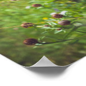 Poster Fleur sauvage d'été Meadow (Coin)