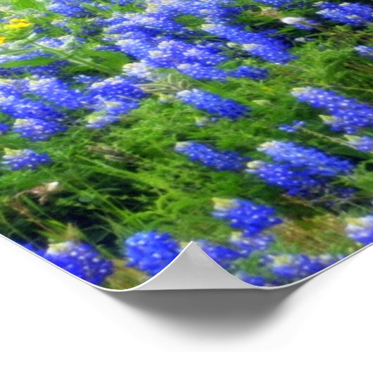 Poster Fleur sauvage du Texas (Coin)