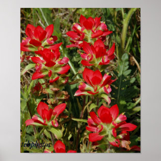 Poster Fleur sauvage du Texas