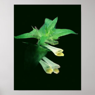 Poster Fleur Sauvage Fantomatique de la Forêt Blanche en