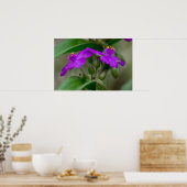 Poster Fleur sauvage Fuchsia Spiderwort Twins (Cuisine)