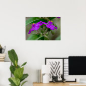Poster Fleur sauvage Fuchsia Spiderwort Twins (Bureau à domicile)