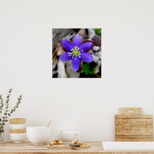 Poster Fleur sauvage Hepatica (Cuisine)