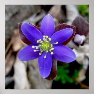 Poster Fleur sauvage Hepatica